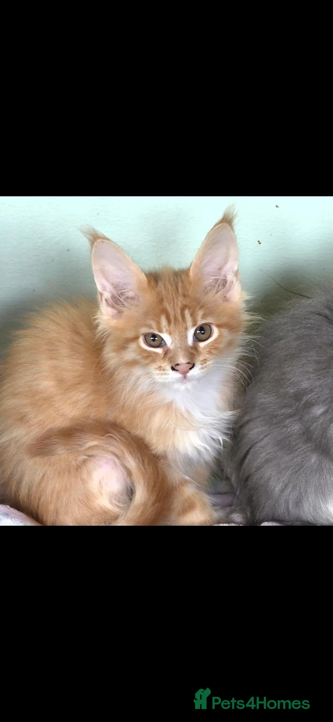 Maine Coon cats for sale: Female maincoon kittens 😸  - Advert 4