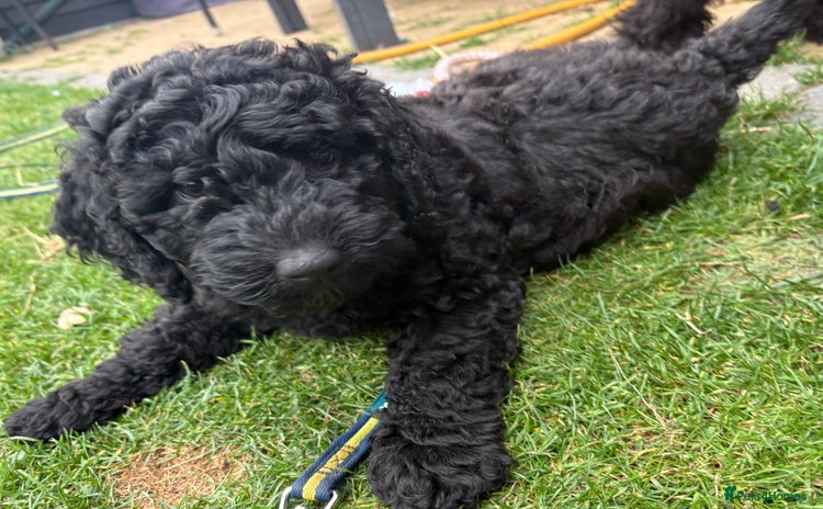 Australian Labradoodle dogs - Advert 3