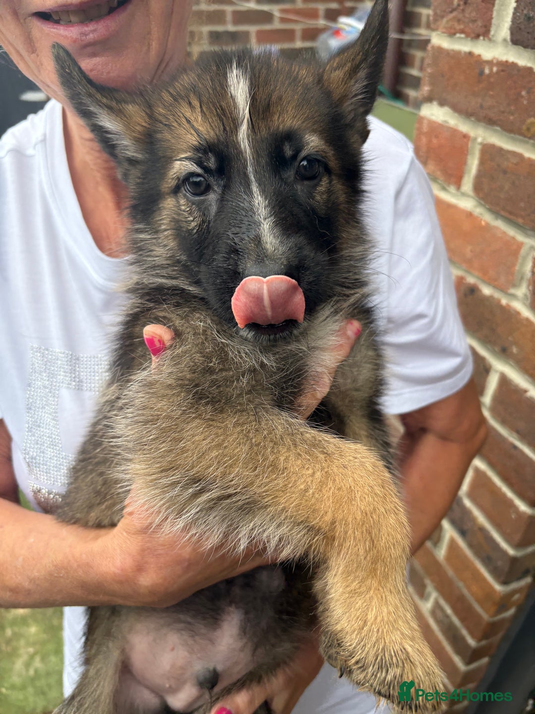 German Shepherd dogs for sale: German Shepard puppies  - Image 5