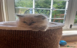 Ragdoll cats for sale: Pedigree Mink Ragdoll kittens  - Image 20