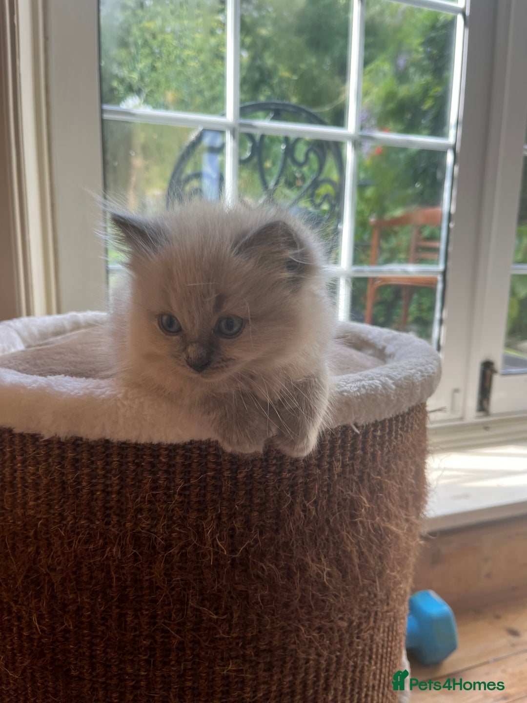 Ragdoll cats for sale: Pedigree Mink Ragdoll kittens  - Image 20