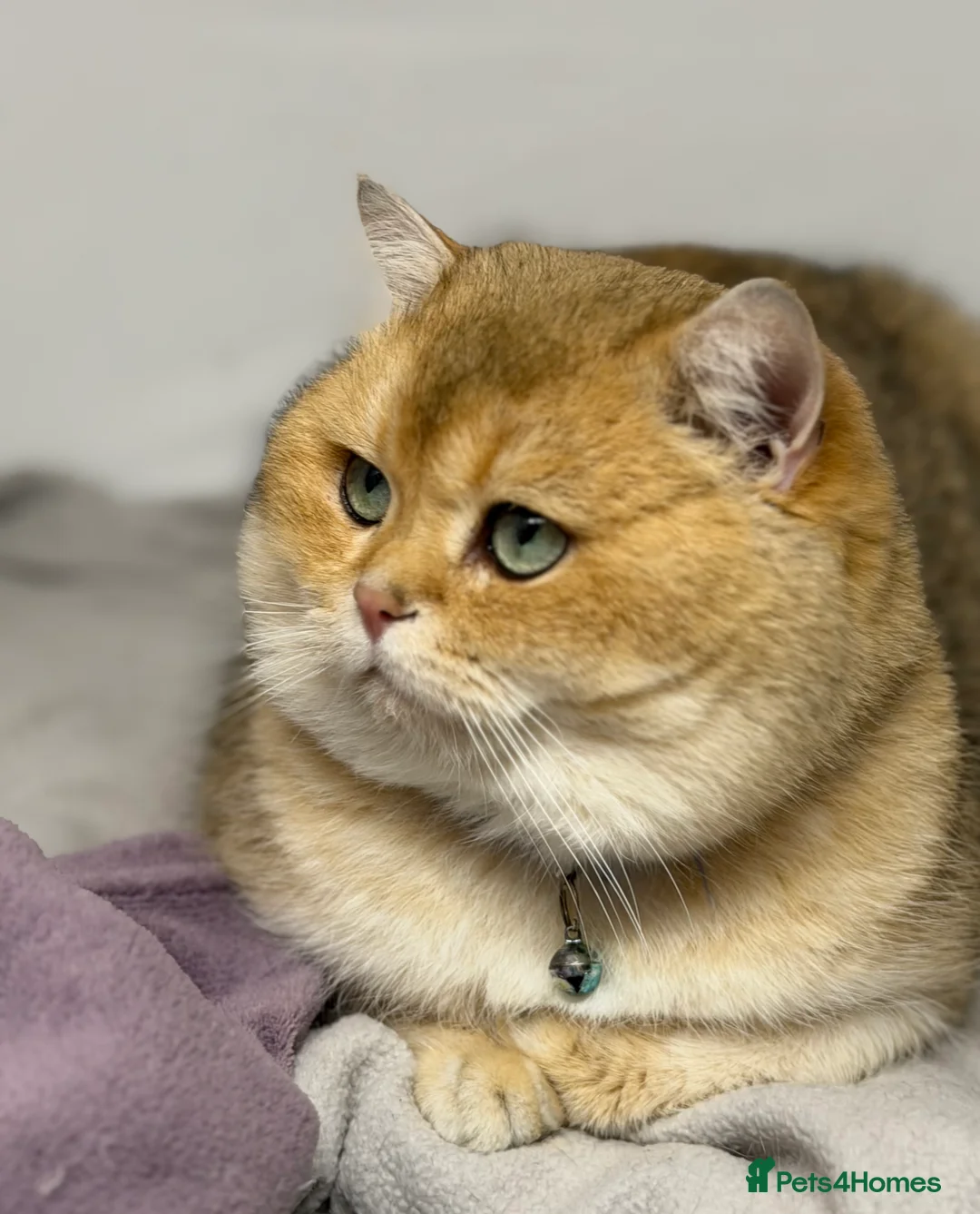 British Shorthair cats for stud: British shorthair Golden lovely stud boy GCCF - Advert 8