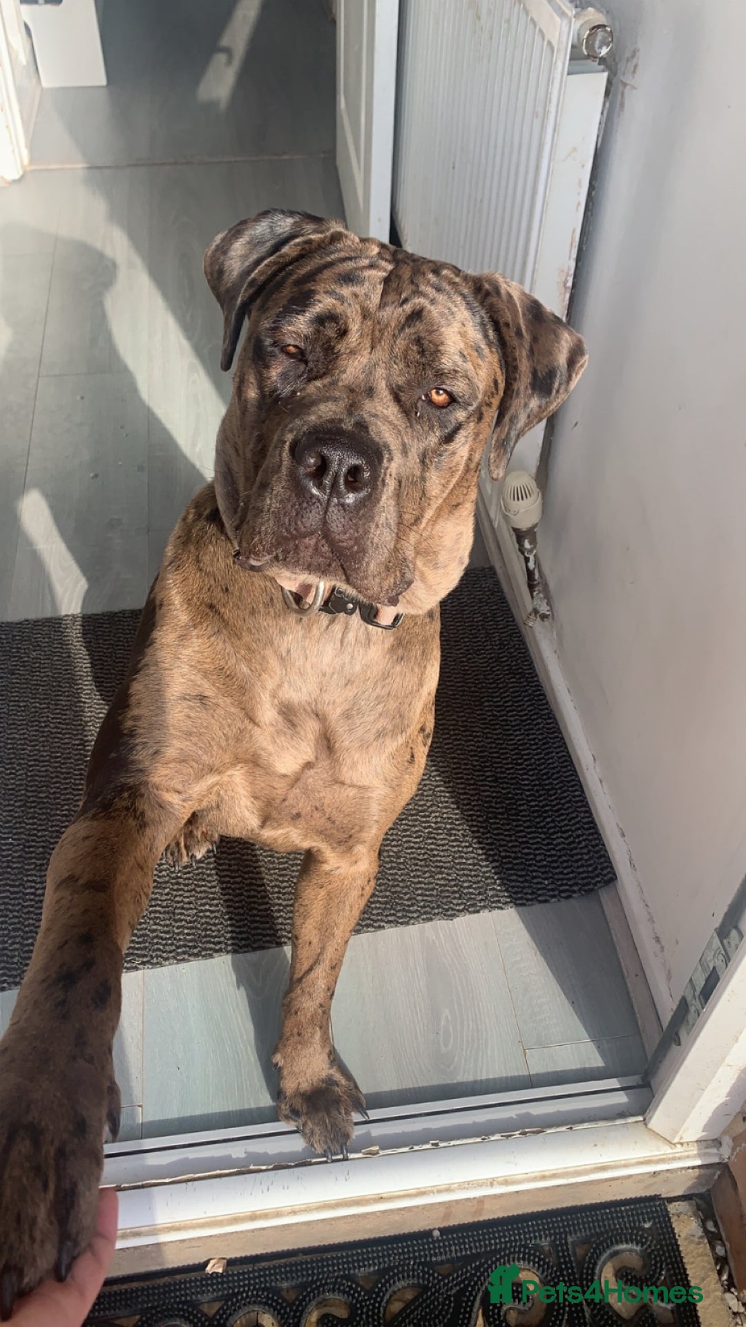 Cane Corso dogs for sale: Cane corso - Advert 10