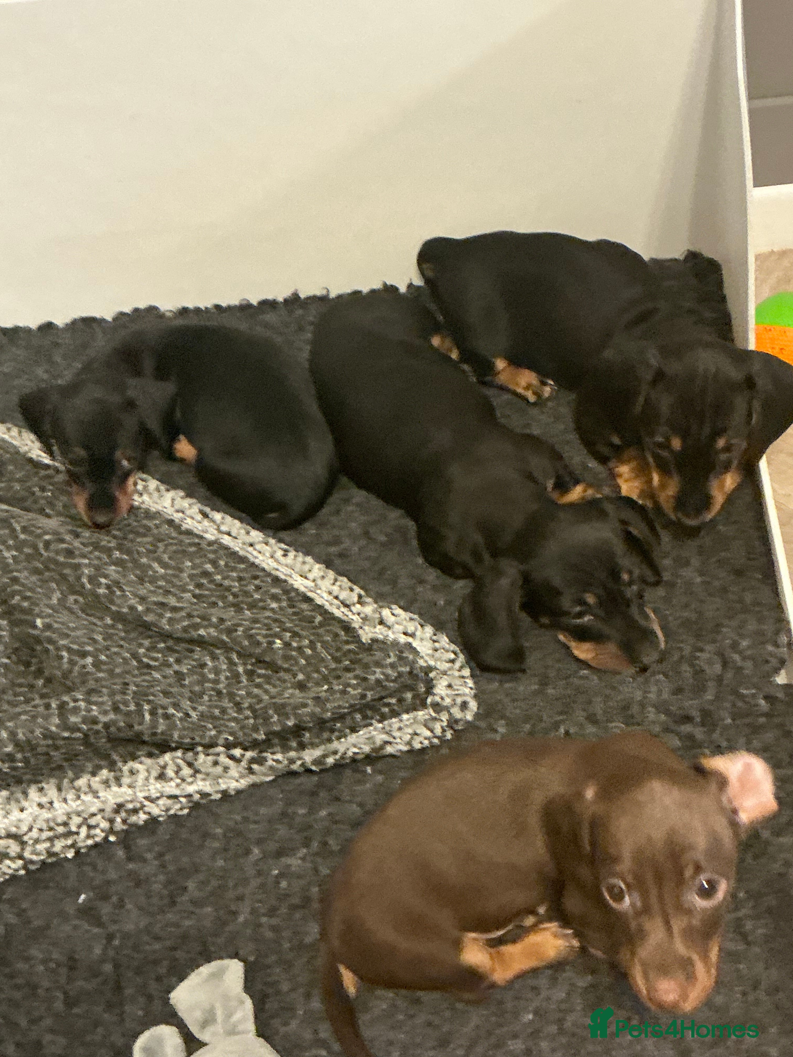 Miniature Dachshund dogs 🏆 KC registered Miniature Dachshund PRA clear 🏆 - Advert 1