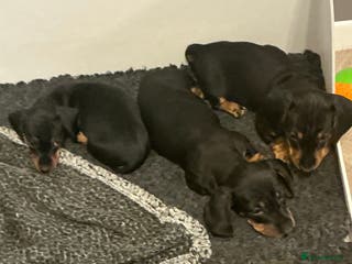 Miniature Dachshund dogs 🏆 KC registered Miniature Dachshund PRA clear 🏆 - Advert 1