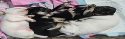 Pug dogs for sale: Kc registered Pug puppies  - Advert 8