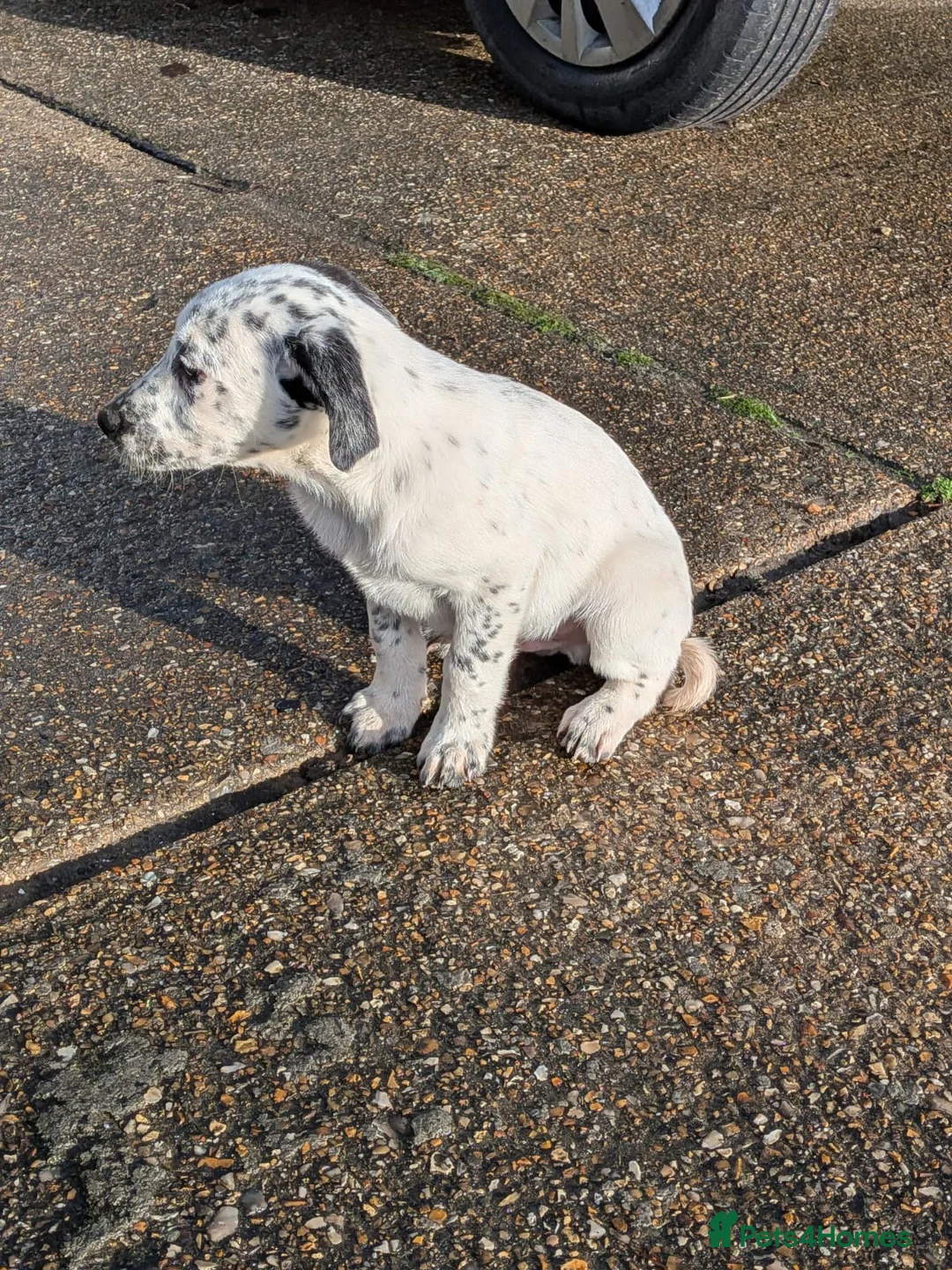Mixed Breed dogs for sale: Beautiful Collie x Dalmatian Puppies - Advert 9
