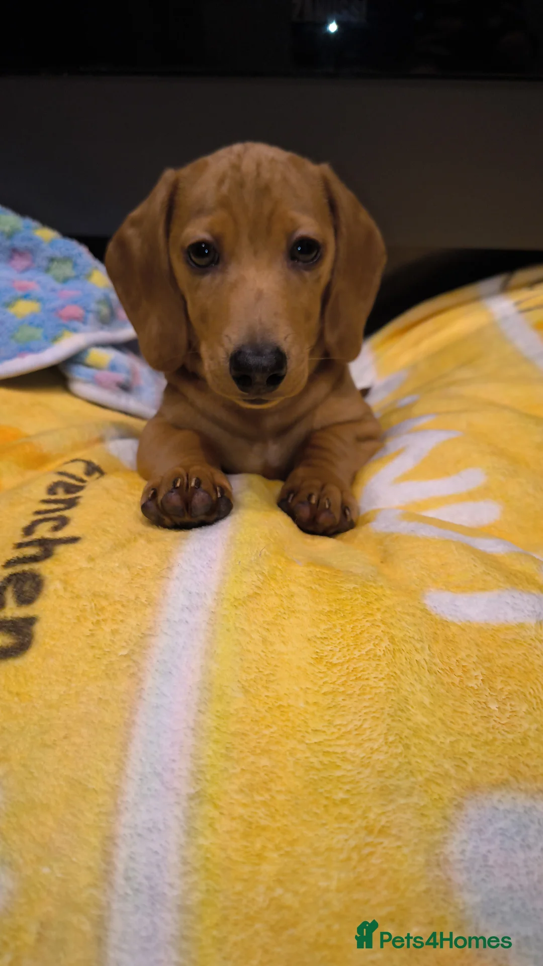 Miniature Dachshund dogs for sale: Red dapple miniature dachshund  - Advert 2