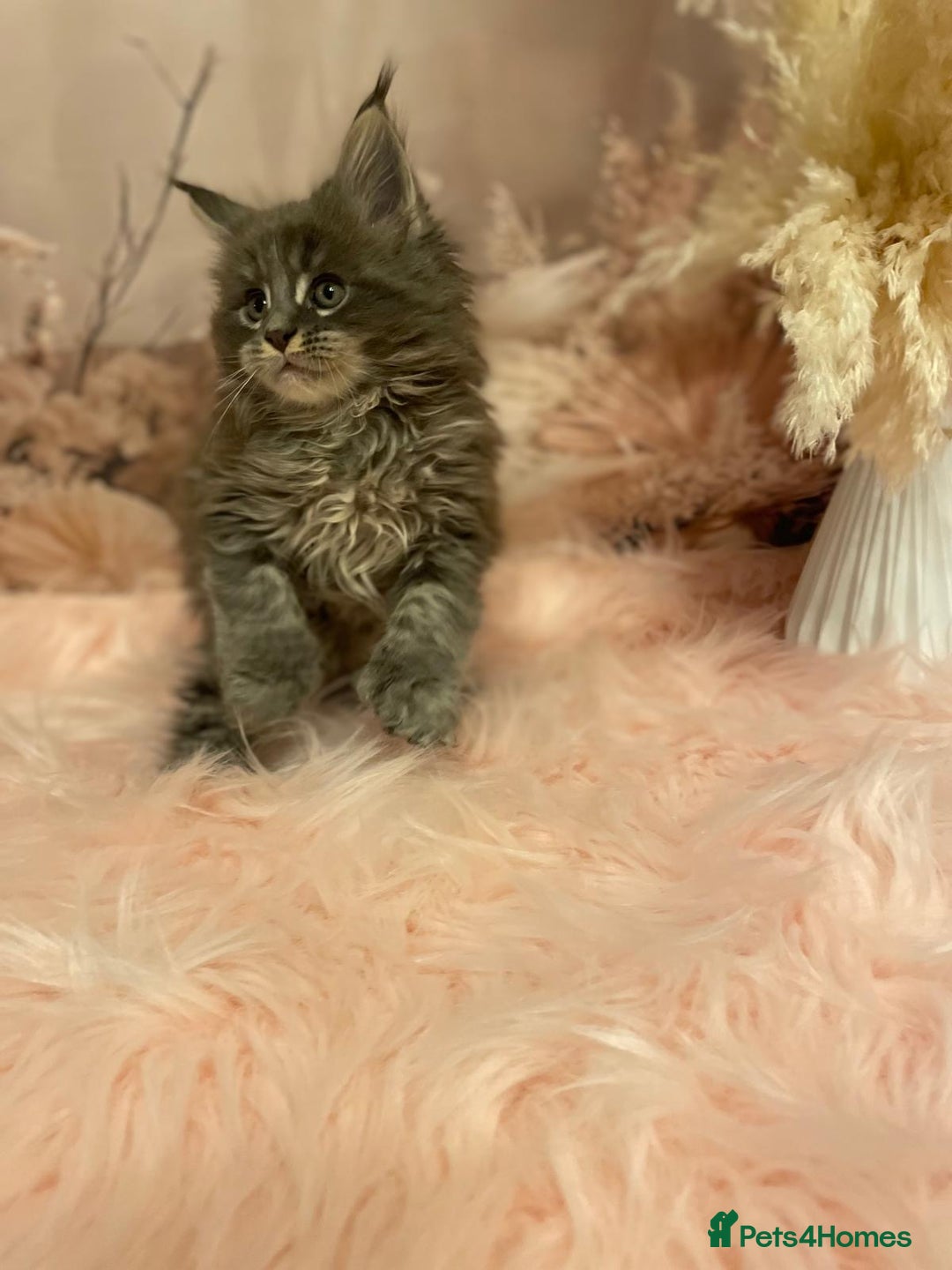 Maine Coon cats for sale: Maine Coon polydactyl (left two girls) - Advert 26