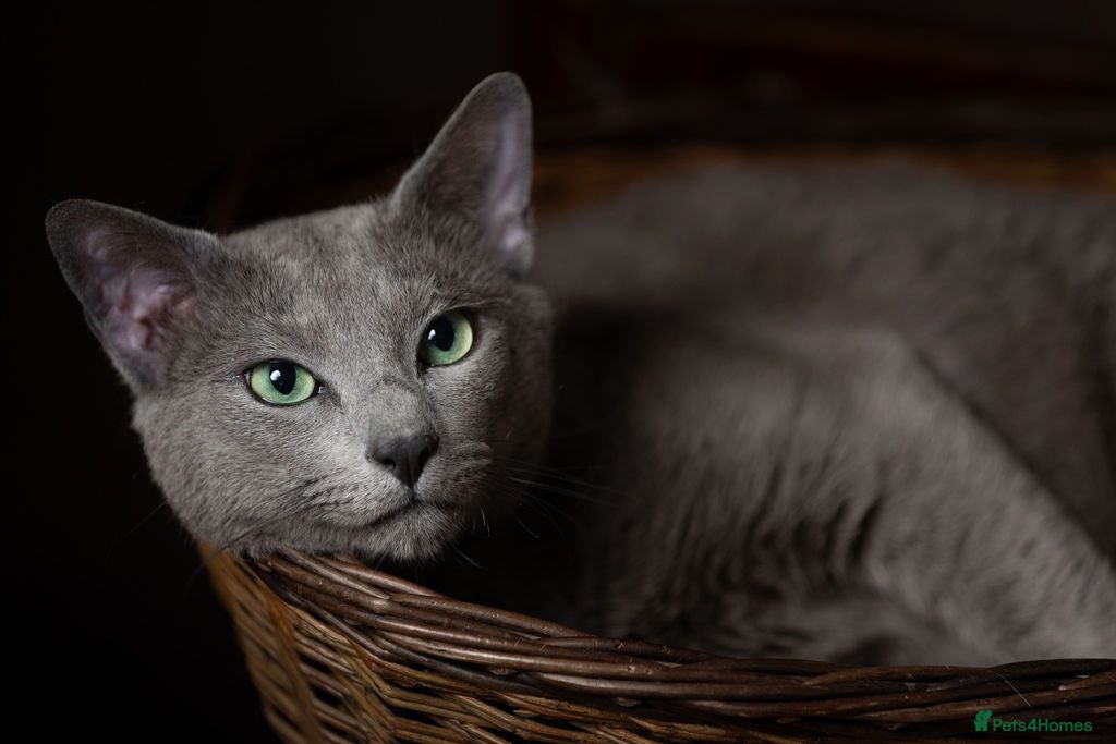 Russian Blue cats Gccf and Tica registered Russian blue for stud  - Advert 1