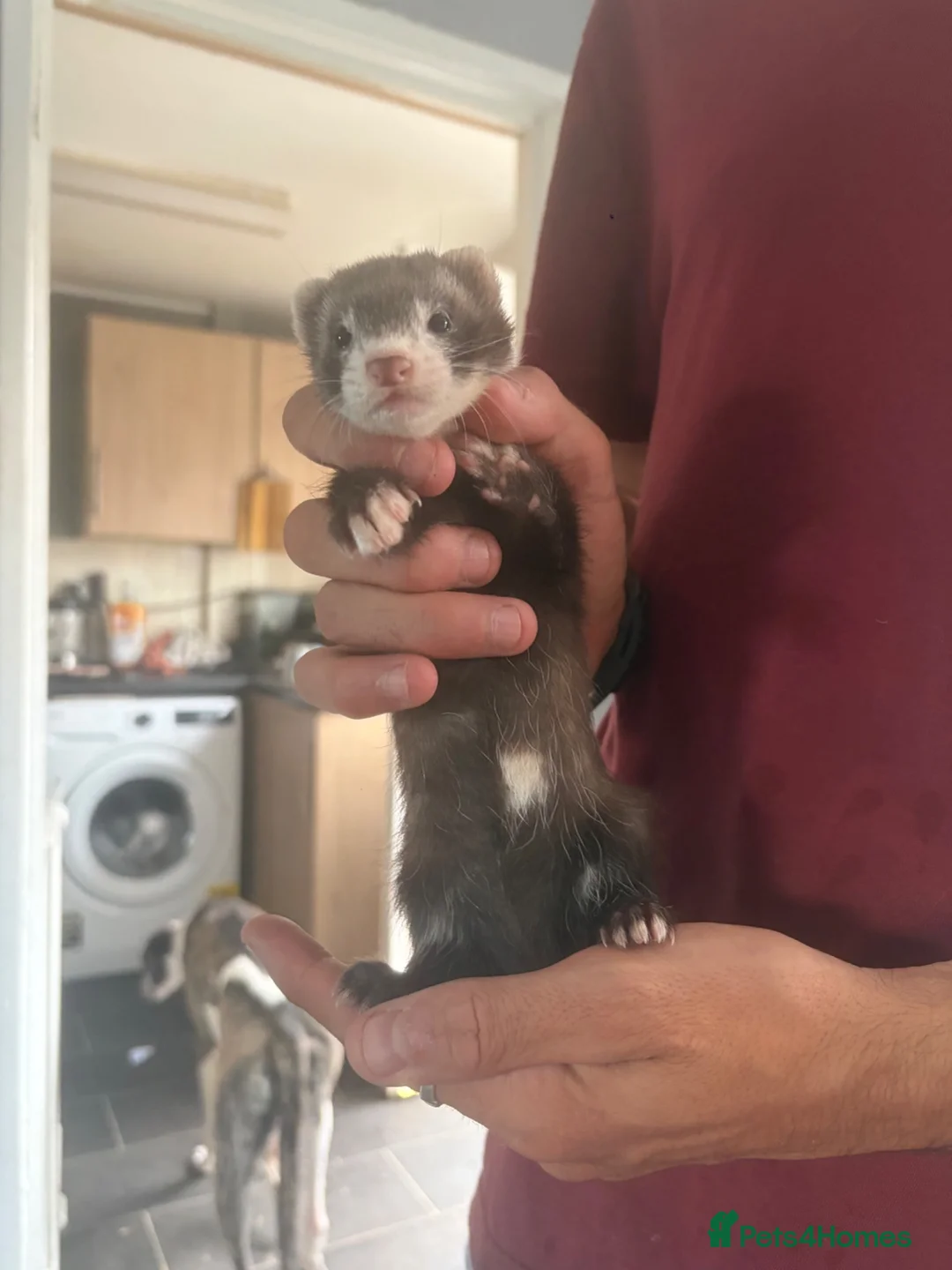 Ferret rodents for sale: Last girl ferret  - Advert 2