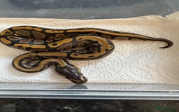 Snake reptiles for sale: 2025 royal python hatchlings ( highways)  - Image 3
