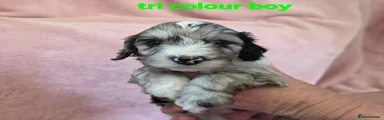 Cockapoo Puppy 2