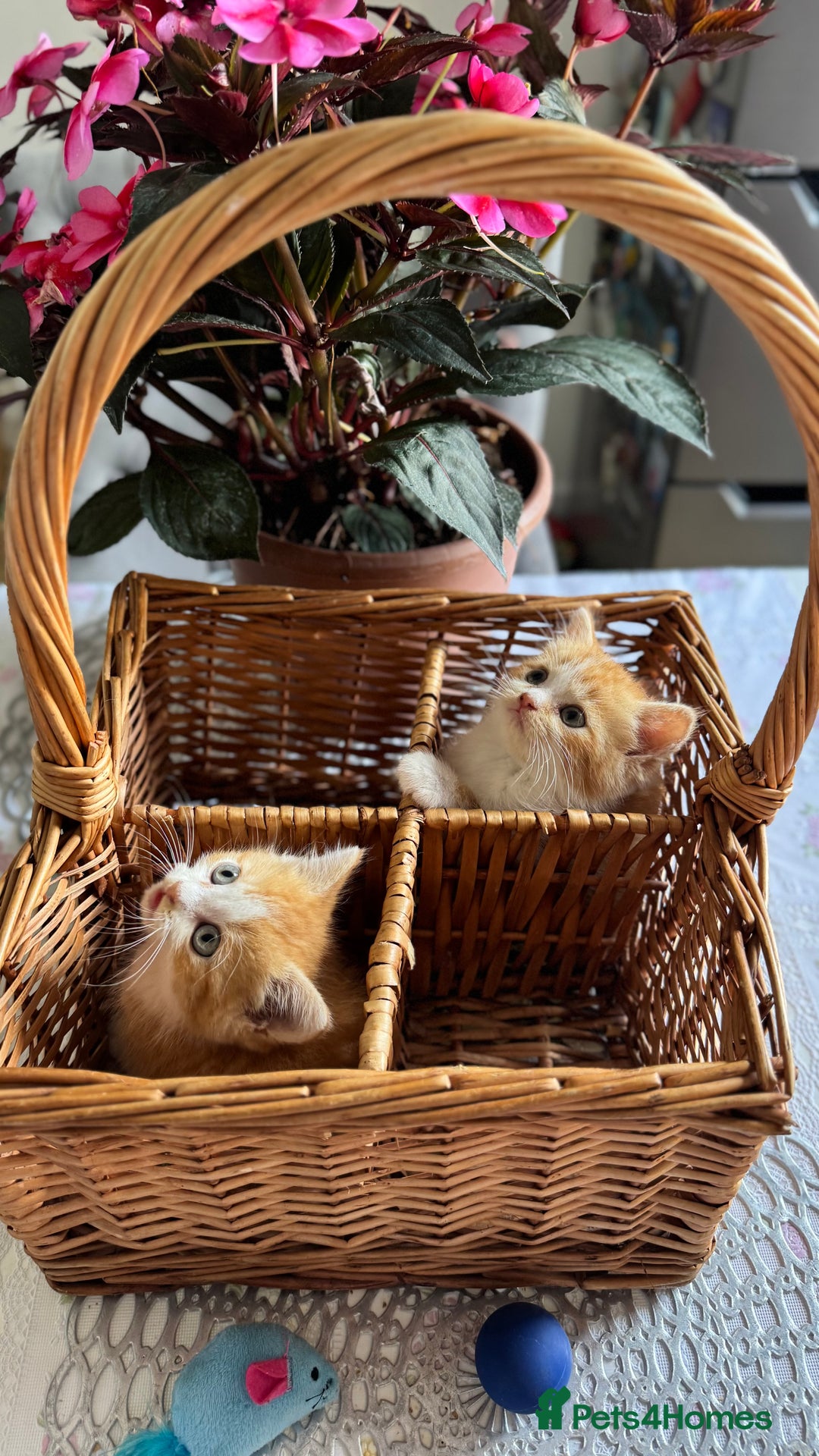 Persian cats for sale: Half Persian 2 Boys  - Image 16