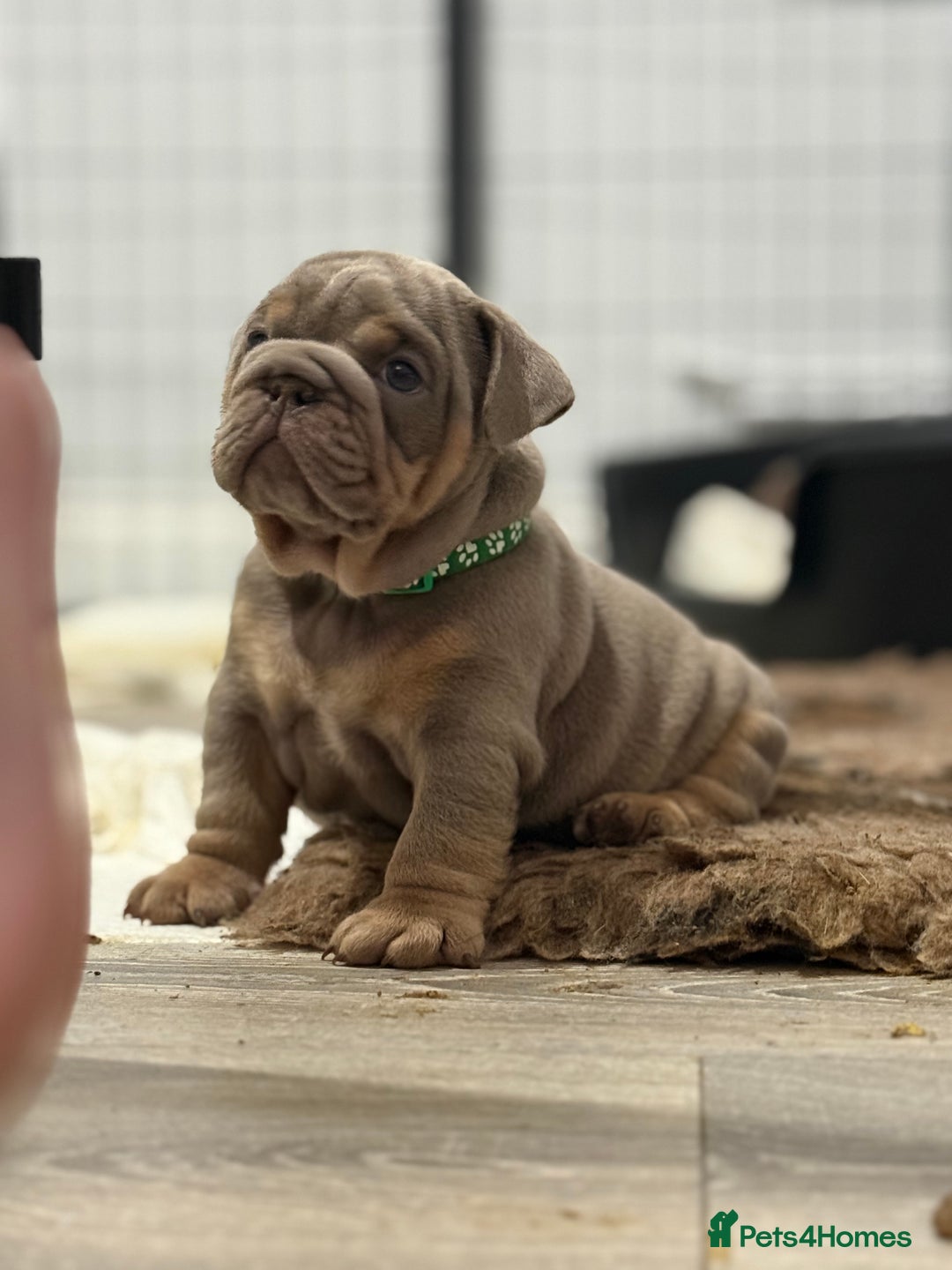 English Bulldog dogs for sale: Stunning English Bulldog Puppies - Advert 2