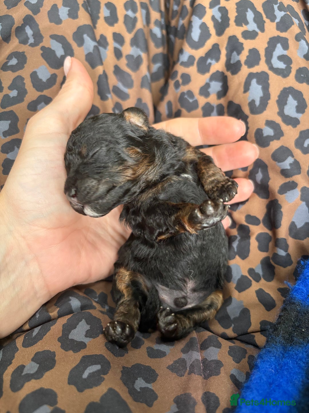 Cavapoo dogs for sale: 2 adorable male Cavapoo Puppies ! 🐾 - Image 28