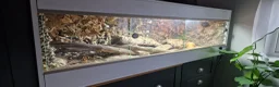 Bearded Dragon reptiles for sale: Bearded Dragon  in Bolton - Advert 2