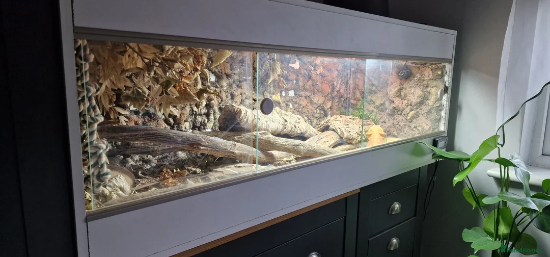 Bearded Dragon reptiles for sale: Bearded Dragon  in Bolton - Advert 2