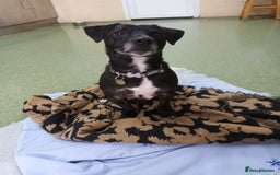 Mixed Breed dogs for adoption: Moose - Image 2