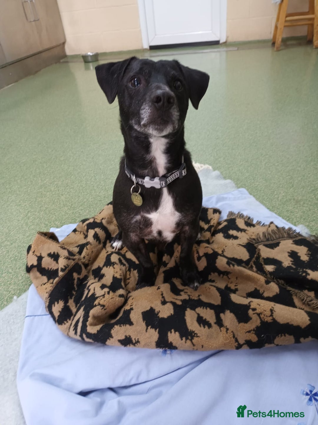 Mixed Breed dogs for adoption: Moose - Image 2