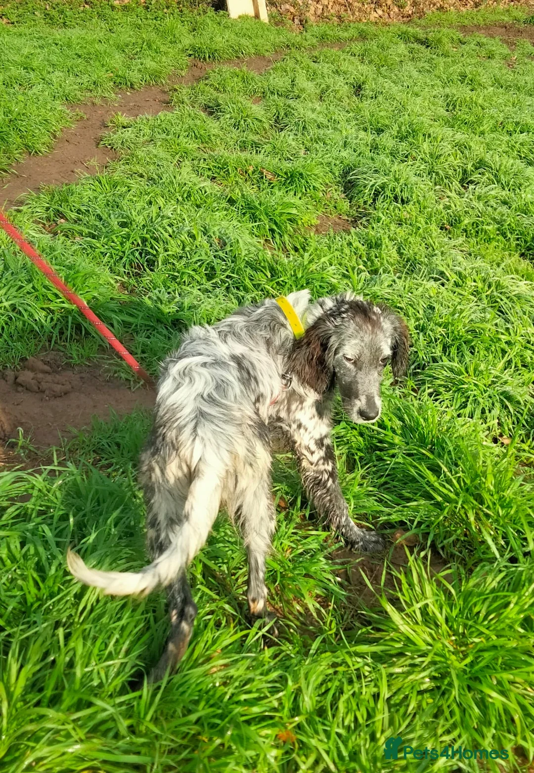 English Setter dogs for adoption: Tigger - Advert 3