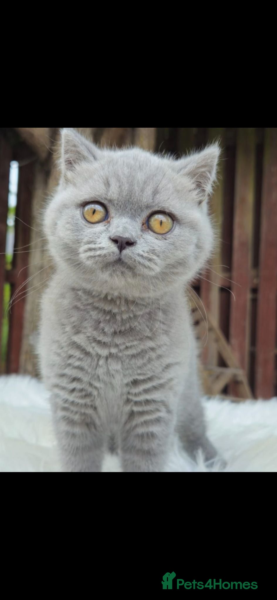 British Shorthair cats British shorthair kittens for sale. - Advert 2