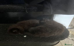 Mixed Breed cats for sale: Fluffy kittens - Image 5