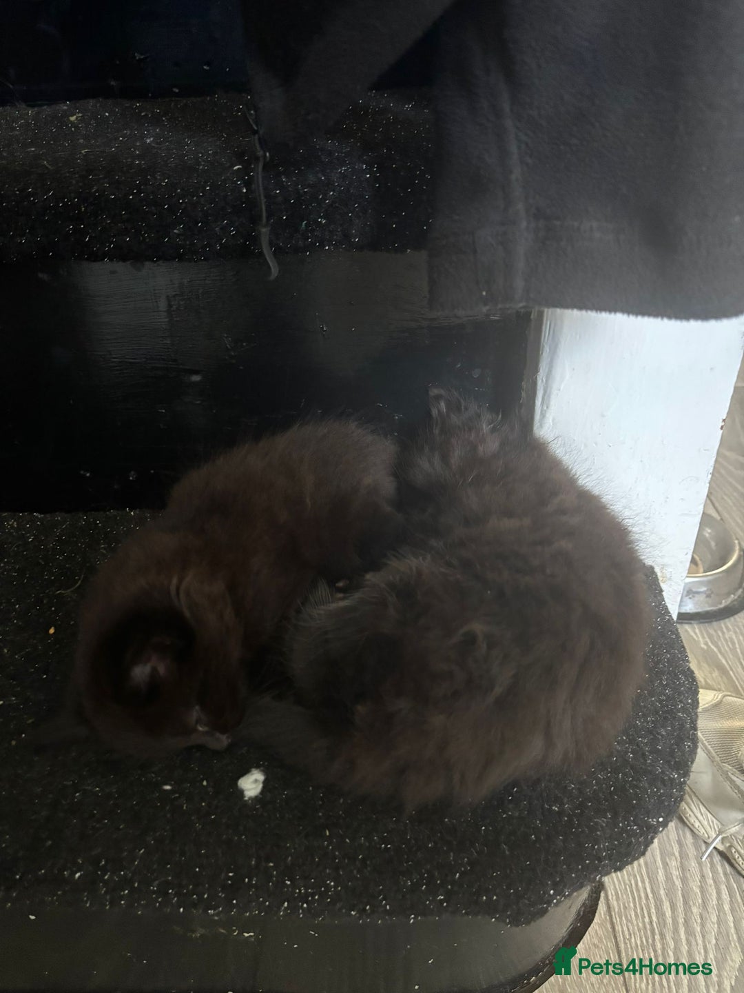Mixed Breed cats for sale: Fluffy kittens - Image 5