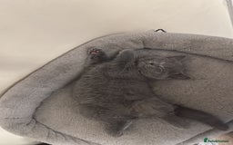 Mixed Breed cats for sale: Ragdoll x British short hair kitten - Image 4