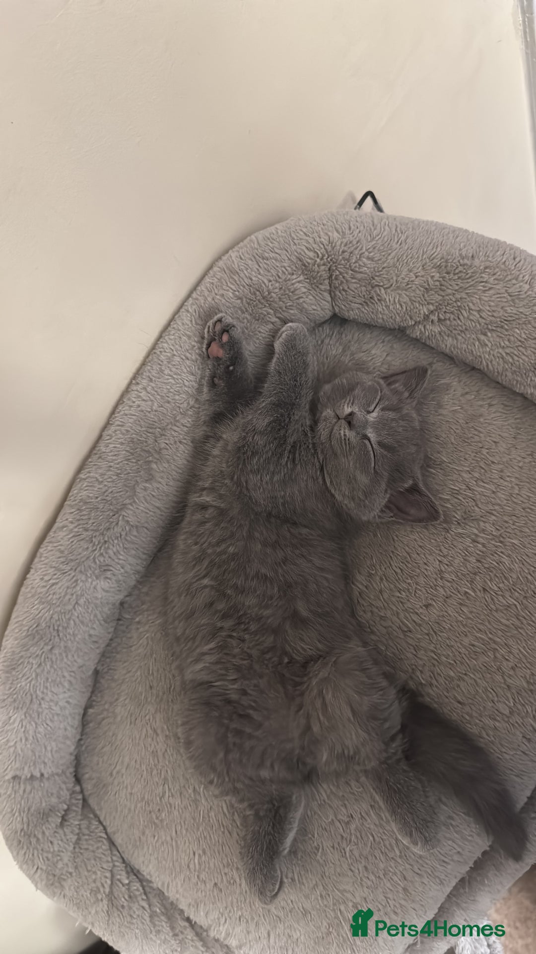 Mixed Breed cats for sale: Ragdoll x British short hair kitten - Image 4