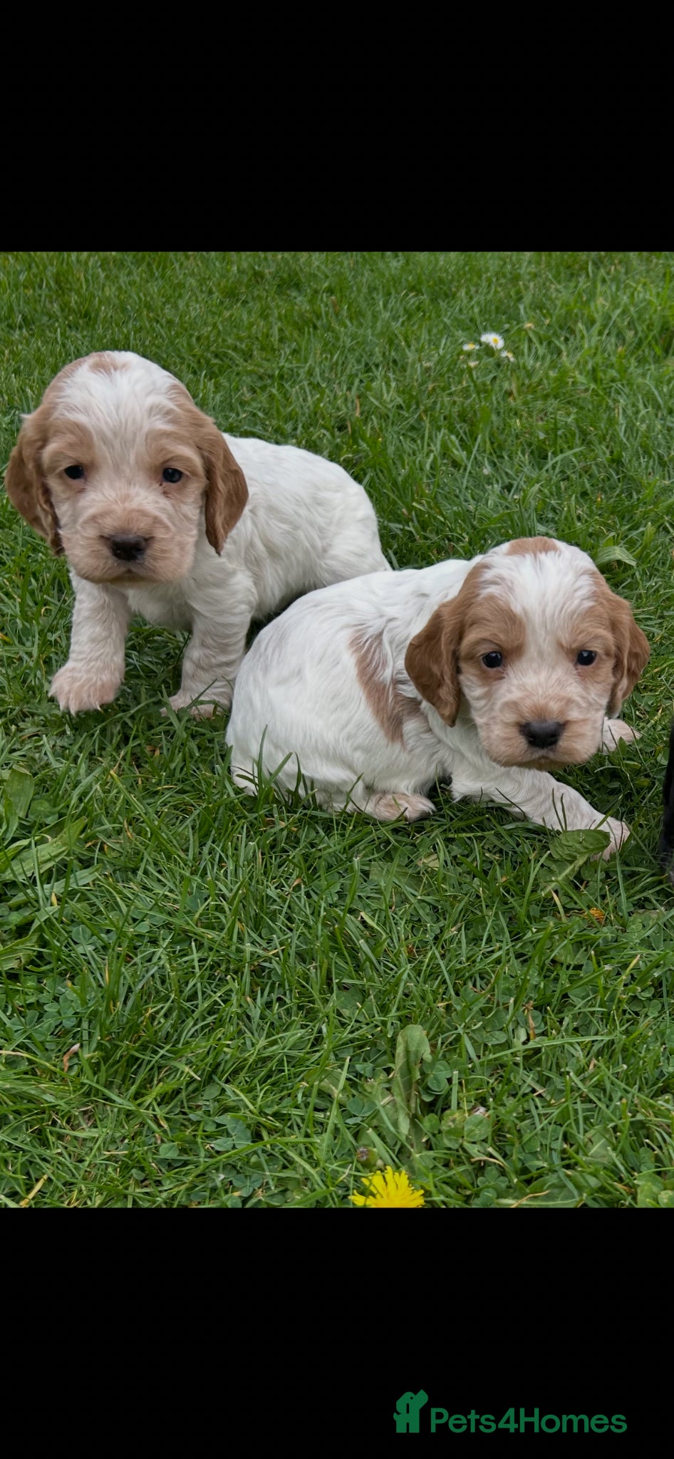 Cocker Spaniel dogs KC Registered Working Cocker Spaniel Puppies  - Advert 5
