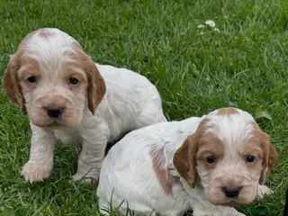 Cocker Spaniel dogs KC Registered Working Cocker Spaniel Puppies - Advert 5