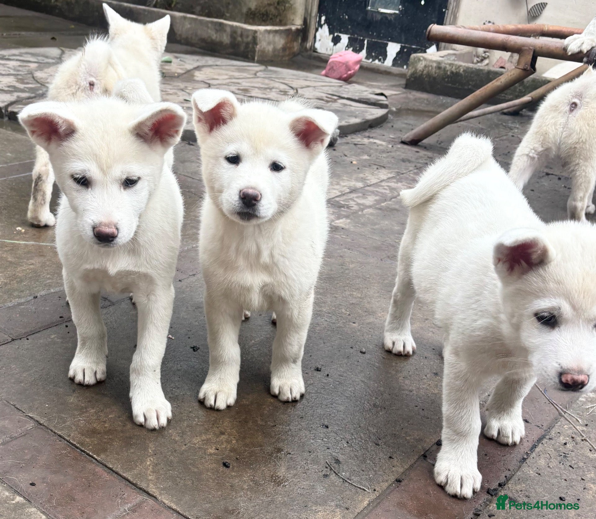 Japanese Akita Inu dogs Japanese Akita Puppies  - Advert 3