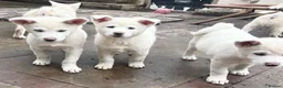 Japanese Akita Inu dogs for sale: Japanese Akita Puppies  - Advert 23