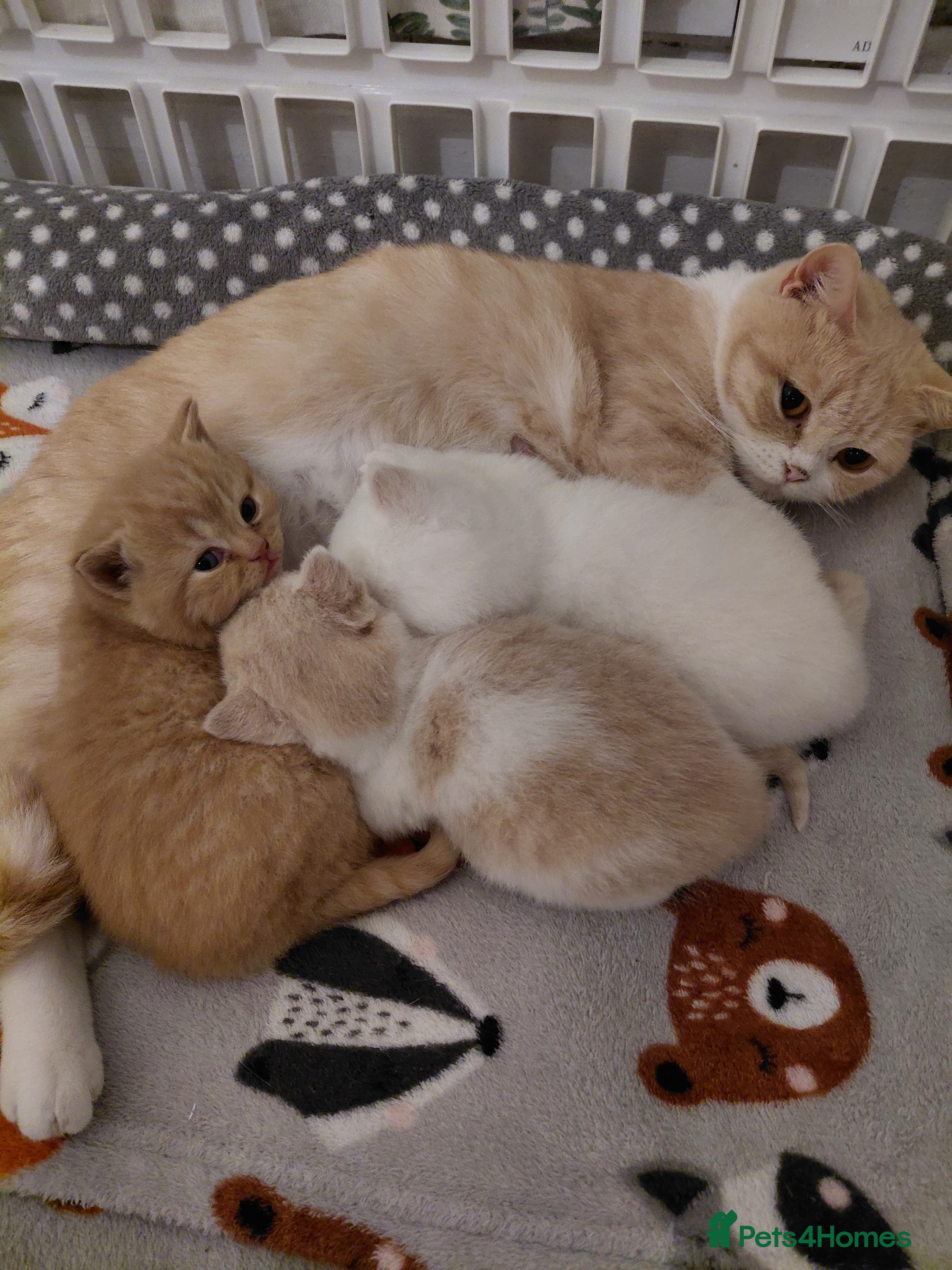 British Shorthair cats British shorthair kittens - Advert 4