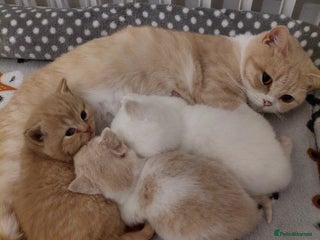 British Shorthair cats British shorthair kittens - Advert 1