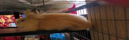 Lionhead rabbits for sale: Double maned lionhead sold as 2 girl's, only 1 is. - Advert 4