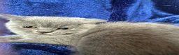 British Shorthair cats for sale: British shorthair kittens top pedigree ready now ! - Advert 7