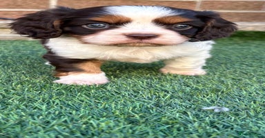 Cavalier King Charles Spaniel dogs - Advert 8