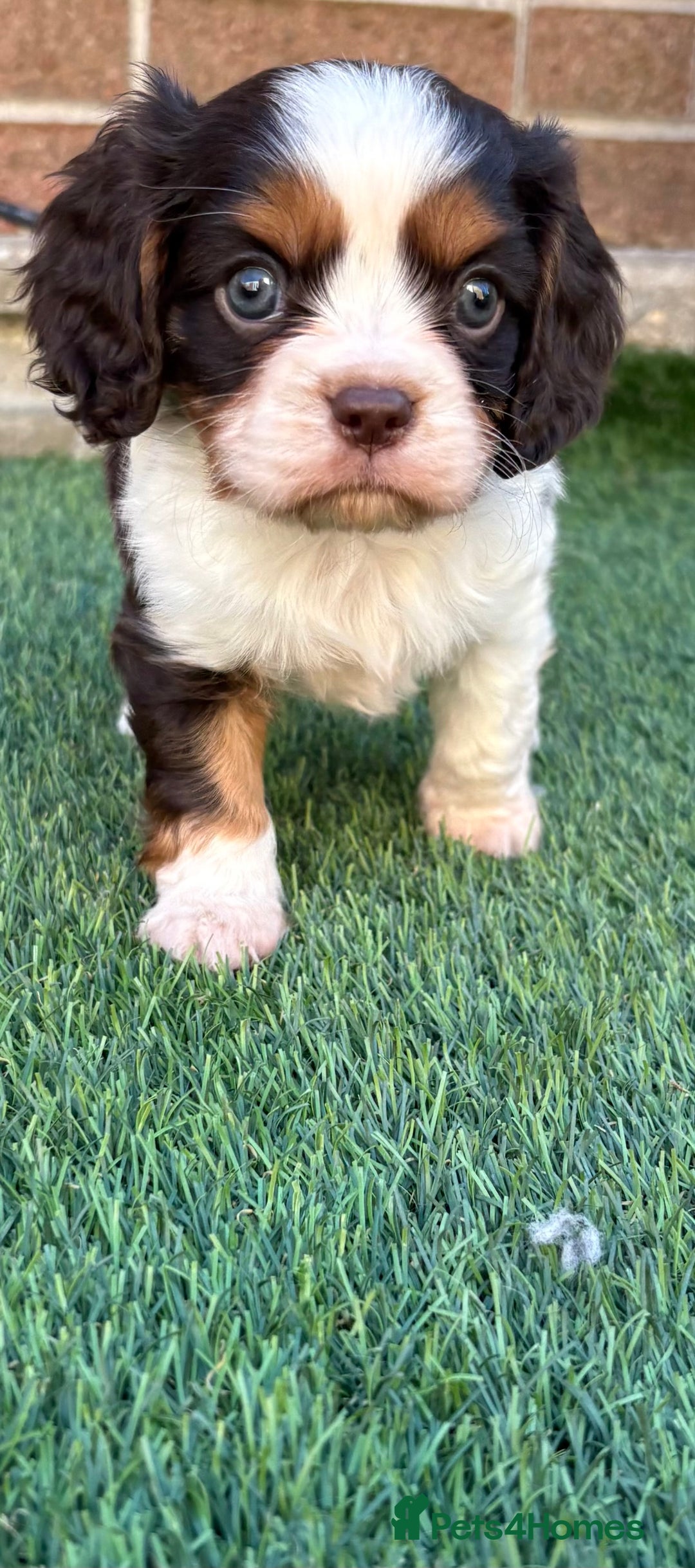 Cavalier King Charles Spaniel dogs for sale: KC TRI BOY LEFT 🍫health tested parents  - Advert 7