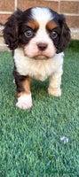 Cavalier King Charles Spaniel dogs - Advert 2