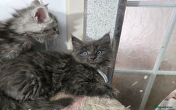 Maine Coon cats for sale: Stunning GCCF Maine Coon kittens  - Image 20