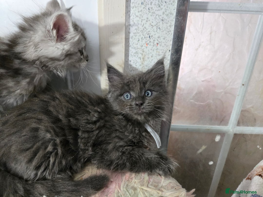 Maine Coon cats for sale: Stunning GCCF Maine Coon kittens  - Image 20