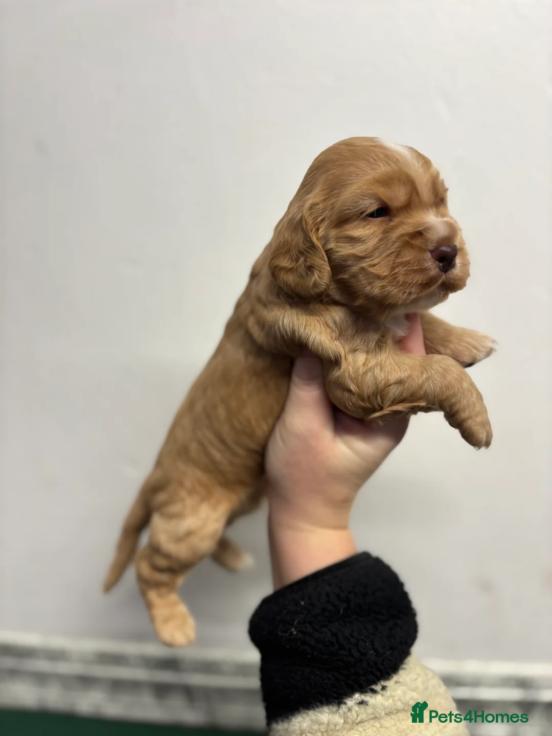 Cocker Spaniel dogs for sale: ✨ Cocker Spaniel Puppies ✨ - Advert 10