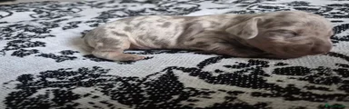 Miniature Dachshund 4