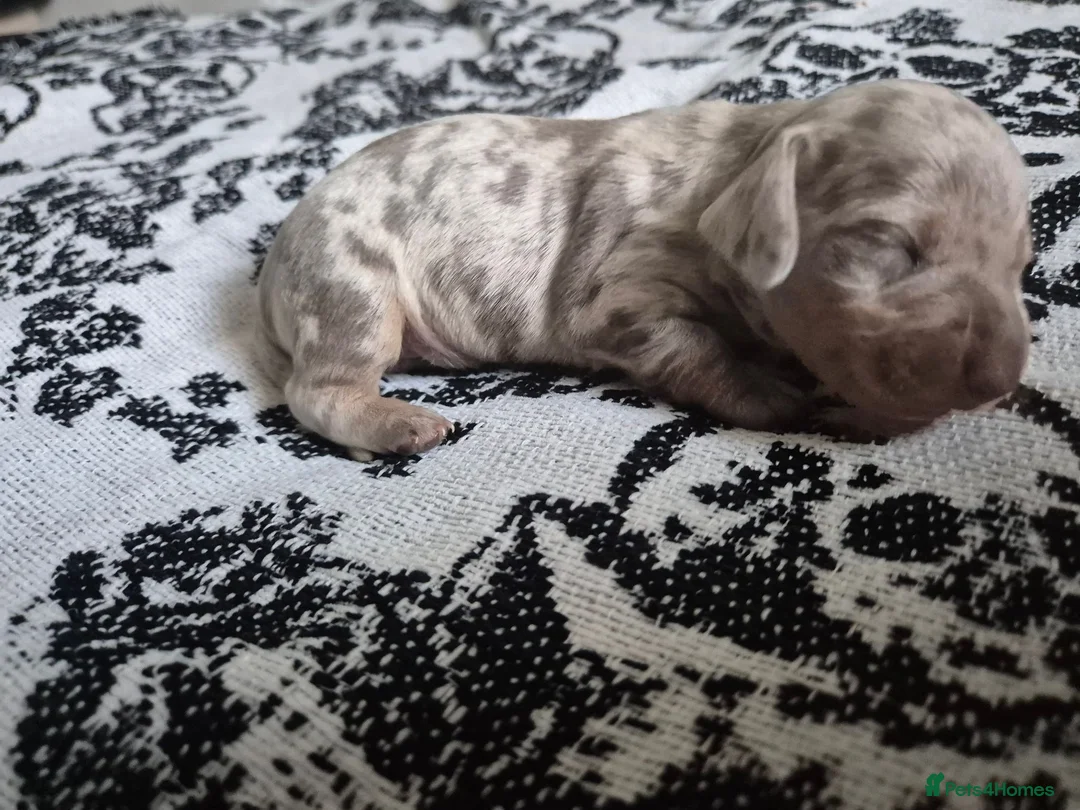 Miniature Dachshund dogs for sale: 4 Miniture Dachshund For Sale - Advert 2