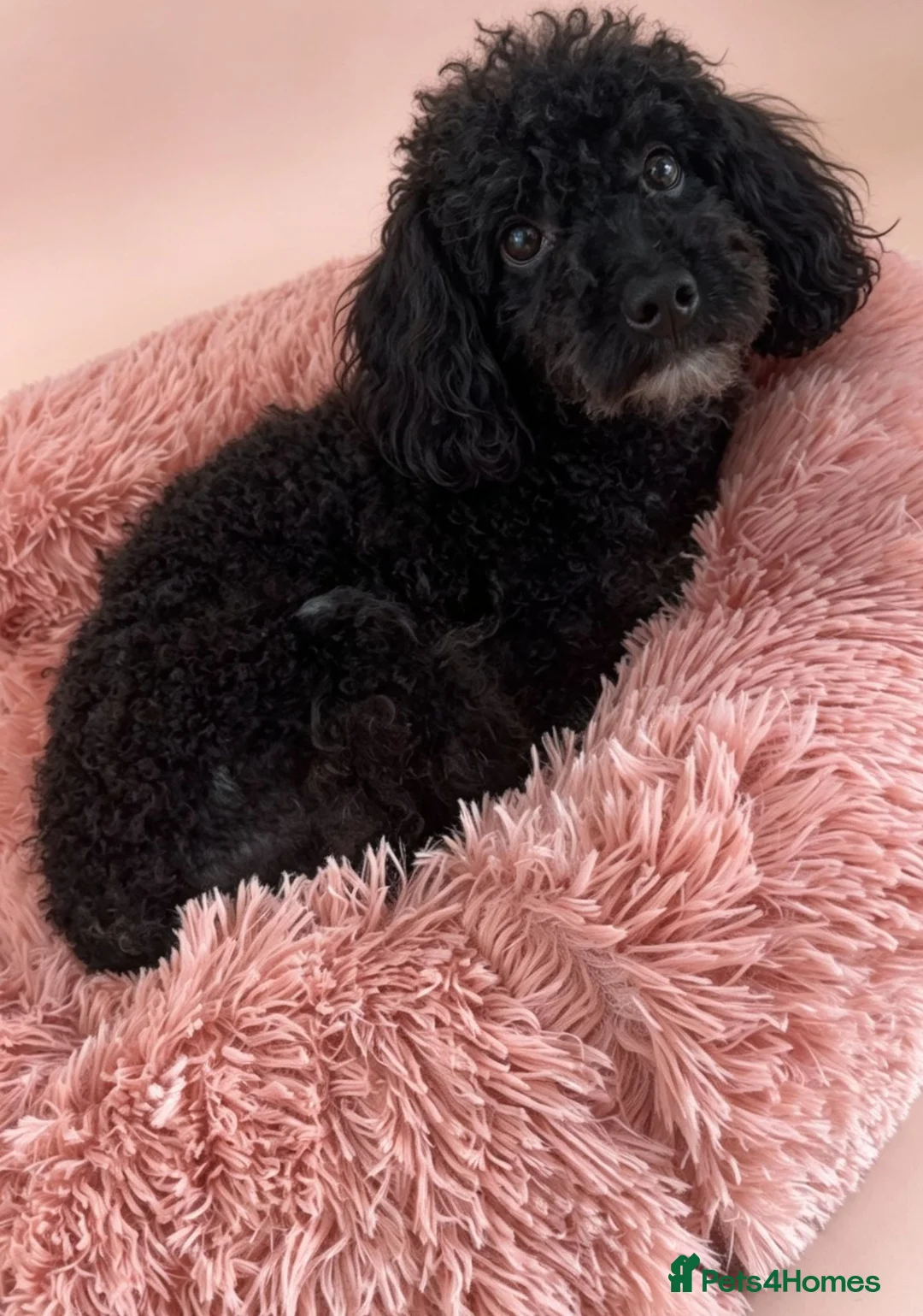 Cockapoo dogs for sale: Last beautiful girl  - Advert 2