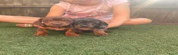 Dachshund dogs for sale: Dchshund miniature - Advert 7