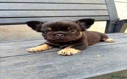 French Bulldog dogs for sale: Beautiful fluffy French bulldog girls pending pink - Image 17