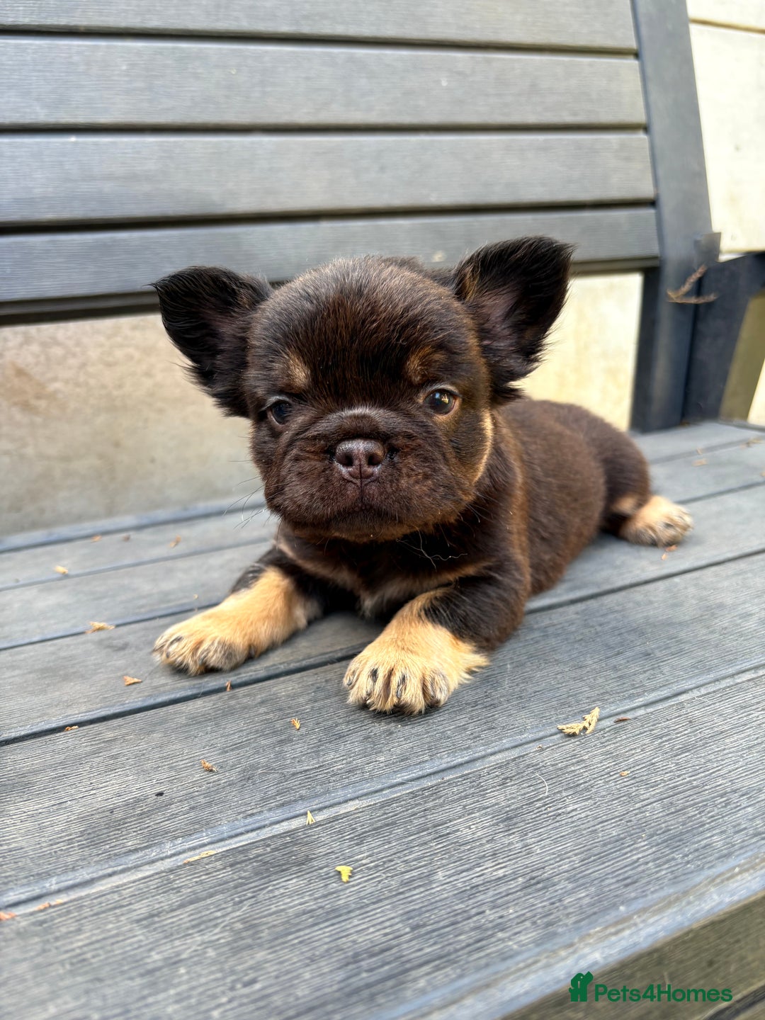 French Bulldog dogs for sale: Beautiful fluffy French bulldog girls pending pink - Image 17